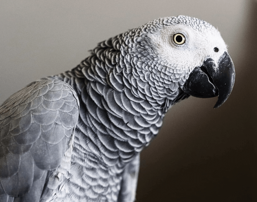 African-grey-parrot-Image
