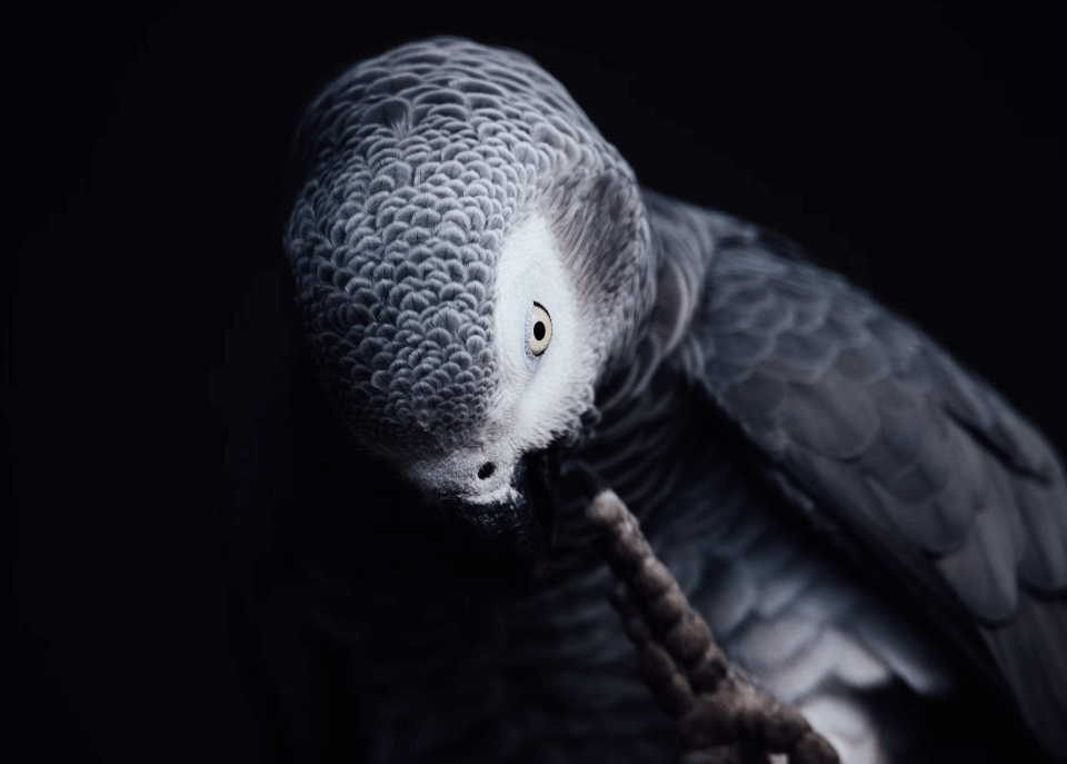 african-grey-parrot-on-brown-wooden-stick