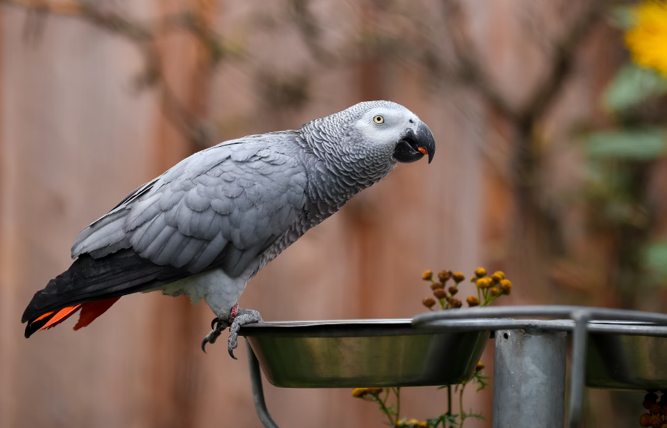 Grey-and-white-parrot-on-grey-bowl